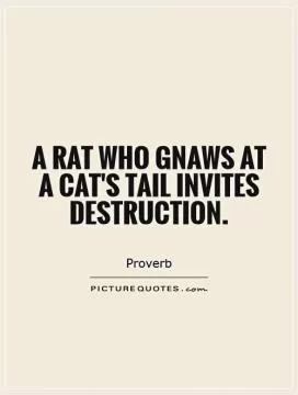 A rat who gnaws at a cat's tail invites destruction Picture Quote #1