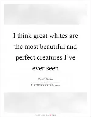 I think great whites are the most beautiful and perfect creatures I’ve ever seen Picture Quote #1