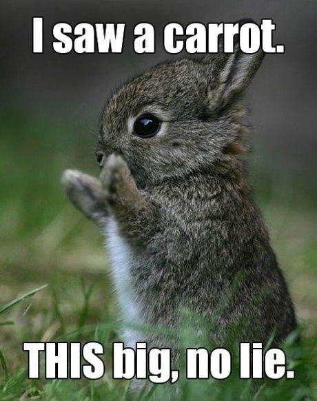 I saw a carrot. THIS big, no lie Picture Quote #1
