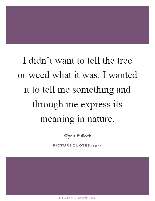 I didn't want to tell the tree or weed what it was. I wanted it to tell me something and through me express its meaning in nature Picture Quote #1