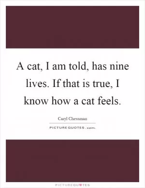 A cat, I am told, has nine lives. If that is true, I know how a cat feels Picture Quote #1