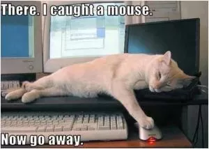 There. I caught a mouse. Now go away Picture Quote #1