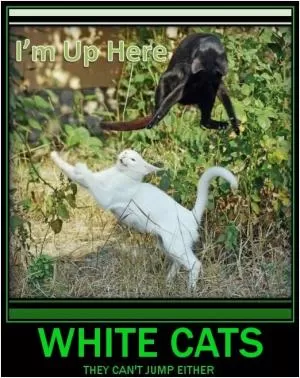 I’m up here. White cats. They can’t jump either Picture Quote #1