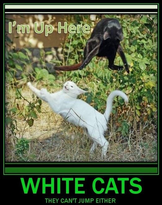 I'm up here. White cats. They can't jump either Picture Quote #1