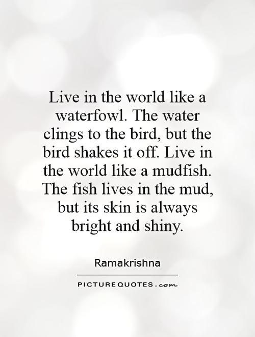 Live in the world like a waterfowl. The water clings to the bird, but the bird shakes it off. Live in the world like a mudfish. The fish lives in the mud, but its skin is always bright and shiny Picture Quote #1