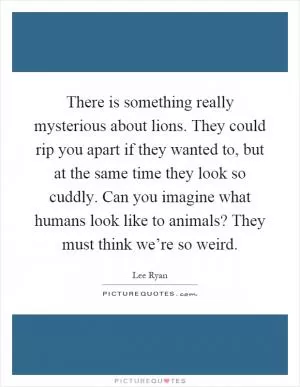 There is something really mysterious about lions. They could rip you apart if they wanted to, but at the same time they look so cuddly. Can you imagine what humans look like to animals? They must think we’re so weird Picture Quote #1