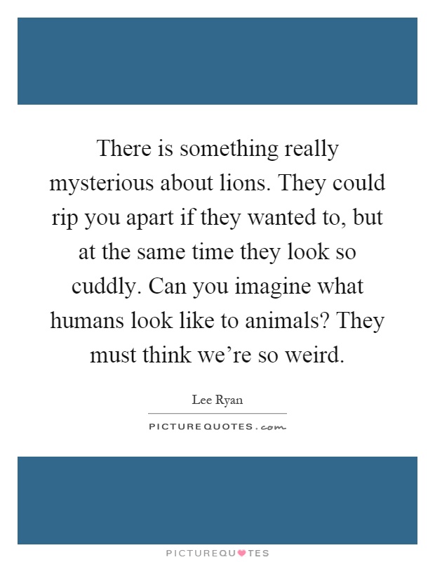 There is something really mysterious about lions. They could rip you apart if they wanted to, but at the same time they look so cuddly. Can you imagine what humans look like to animals? They must think we're so weird Picture Quote #1