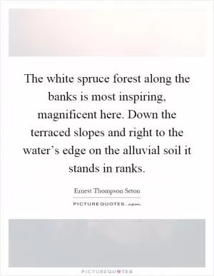 The white spruce forest along the banks is most inspiring, magnificent here. Down the terraced slopes and right to the water’s edge on the alluvial soil it stands in ranks Picture Quote #1