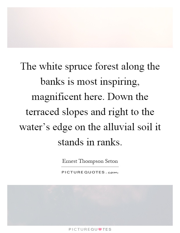 The white spruce forest along the banks is most inspiring, magnificent here. Down the terraced slopes and right to the water's edge on the alluvial soil it stands in ranks Picture Quote #1