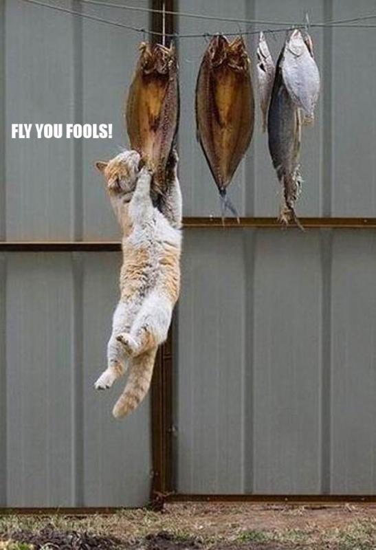 Fly you fools! Picture Quote #1