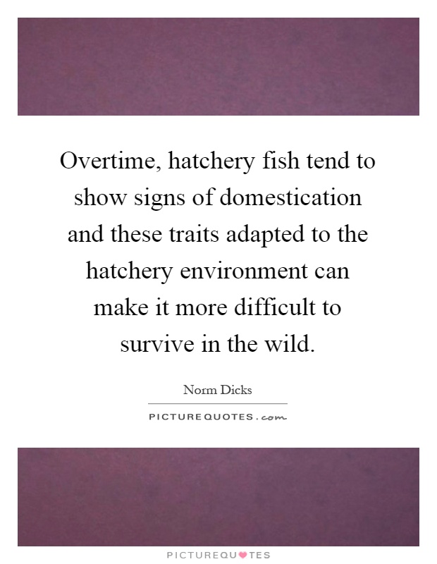 Overtime, hatchery fish tend to show signs of domestication and these traits adapted to the hatchery environment can make it more difficult to survive in the wild Picture Quote #1