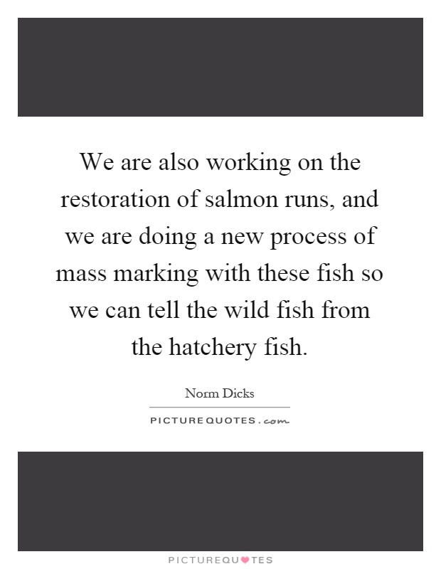 We are also working on the restoration of salmon runs, and we are doing a new process of mass marking with these fish so we can tell the wild fish from the hatchery fish Picture Quote #1