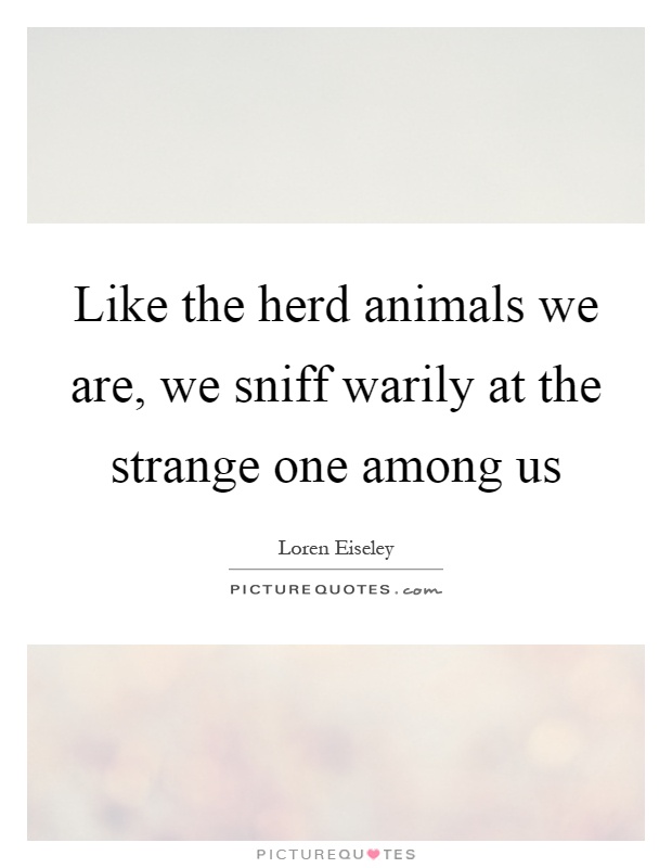 Like the herd animals we are, we sniff warily at the strange one among us Picture Quote #1