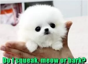 Do I squeak, meow or bark? Picture Quote #1