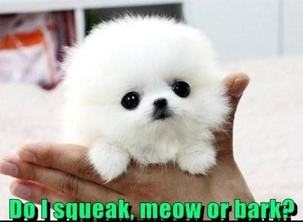 Do I squeak, meow or bark? Picture Quote #1