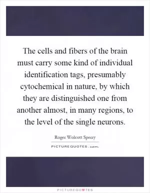 The cells and fibers of the brain must carry some kind of individual identification tags, presumably cytochemical in nature, by which they are distinguished one from another almost, in many regions, to the level of the single neurons Picture Quote #1