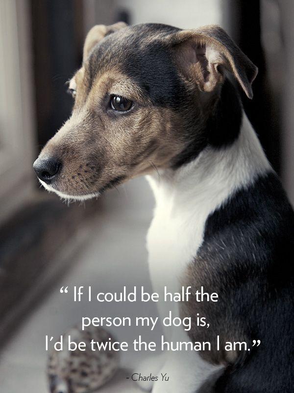 If I could be half the person my dog is, I'd be twice the human I am Picture Quote #1