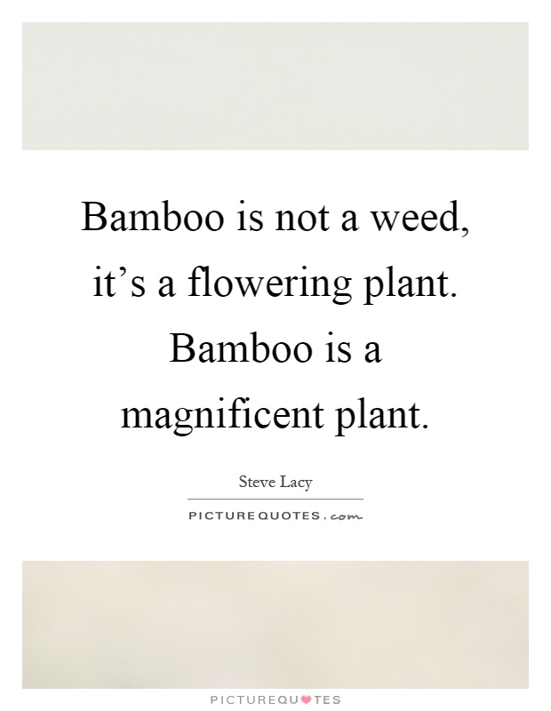 Bamboo is not a weed, it's a flowering plant. Bamboo is a magnificent plant Picture Quote #1