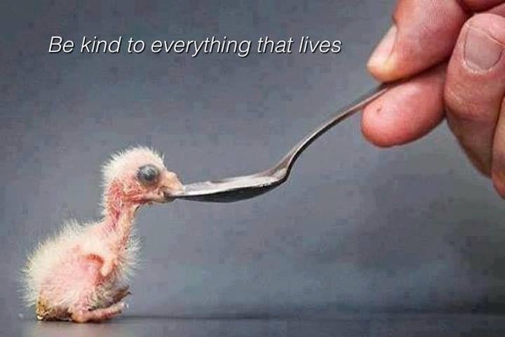 Be kind to everything that lives Picture Quote #2
