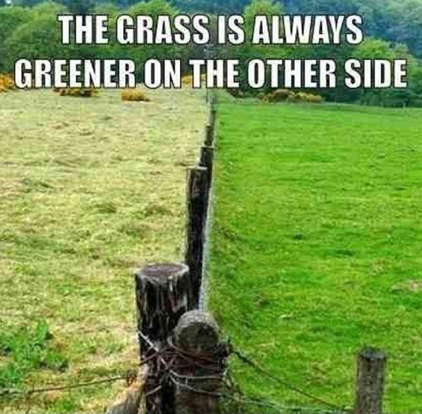 The grass is always greener on the other side Picture Quote #2