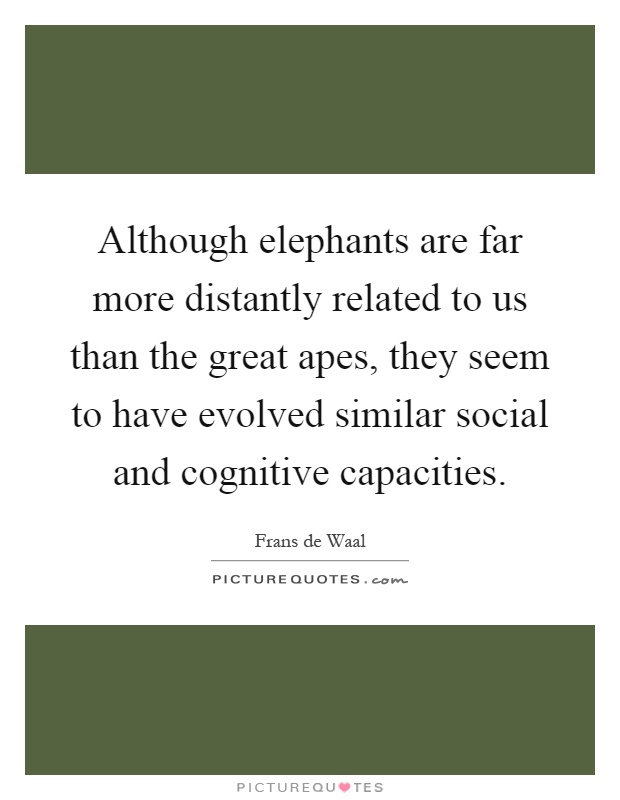 Although elephants are far more distantly related to us than the great apes, they seem to have evolved similar social and cognitive capacities Picture Quote #1