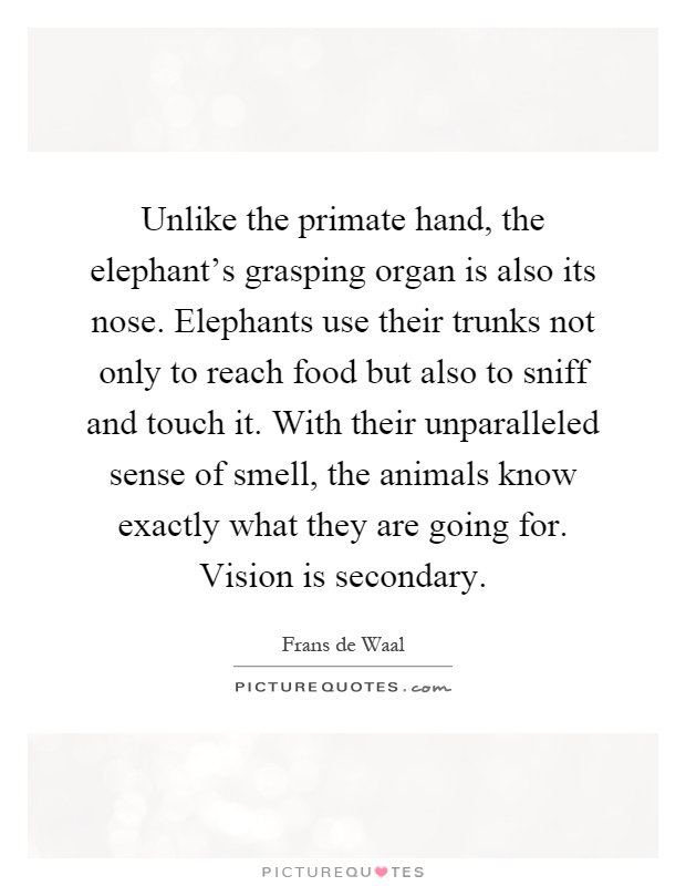 Unlike the primate hand, the elephant's grasping organ is also its nose. Elephants use their trunks not only to reach food but also to sniff and touch it. With their unparalleled sense of smell, the animals know exactly what they are going for. Vision is secondary Picture Quote #1