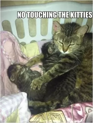No touching the kitties Picture Quote #1