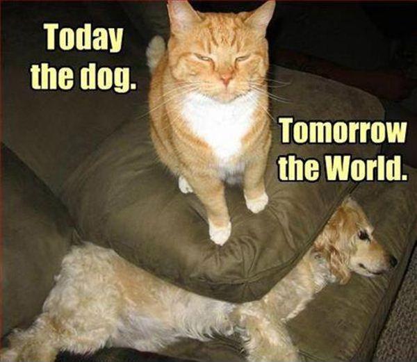 Today the dog. Tomorrow the world Picture Quote #1