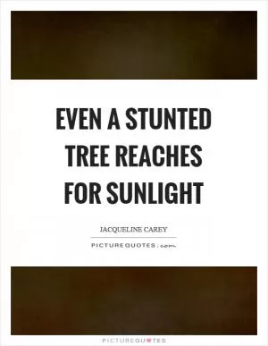 Even a stunted tree reaches for sunlight Picture Quote #1