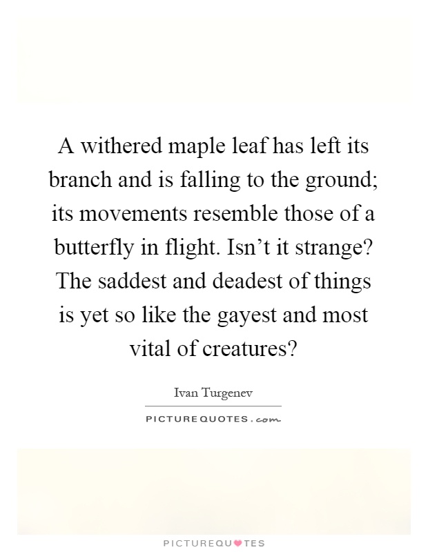 A withered maple leaf has left its branch and is falling to the ground; its movements resemble those of a butterfly in flight. Isn't it strange? The saddest and deadest of things is yet so like the gayest and most vital of creatures? Picture Quote #1