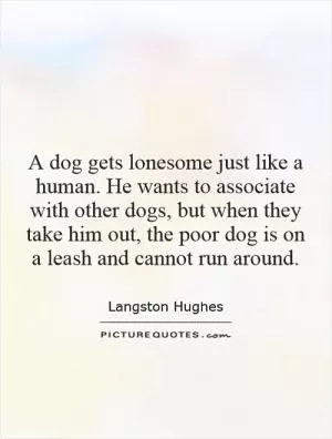 A dog gets lonesome just like a human. He wants to associate with other dogs, but when they take him out, the poor dog is on a leash and cannot run around Picture Quote #1