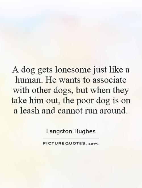 A dog gets lonesome just like a human. He wants to associate with other dogs, but when they take him out, the poor dog is on a leash and cannot run around Picture Quote #1