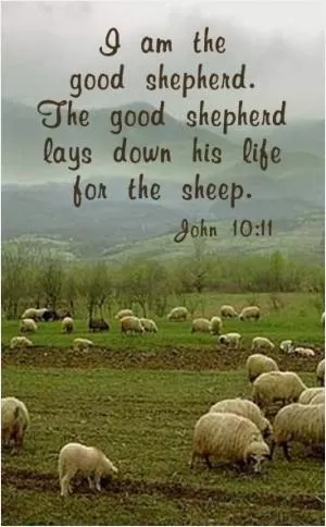I am the good shepherd. The good shepherd lays down his life for the sheep Picture Quote #1