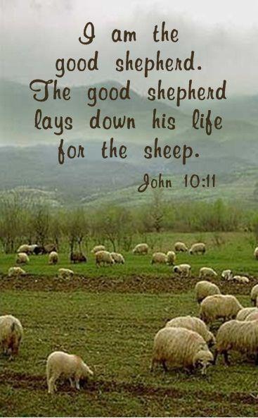 I am the good shepherd. The good shepherd lays down his life for the sheep Picture Quote #1