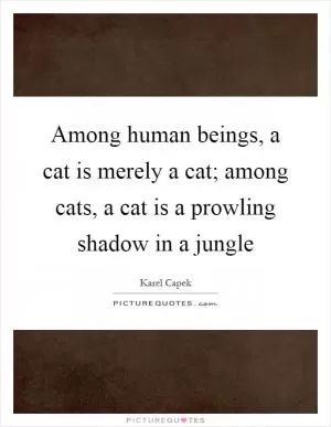 Among human beings, a cat is merely a cat; among cats, a cat is a prowling shadow in a jungle Picture Quote #1