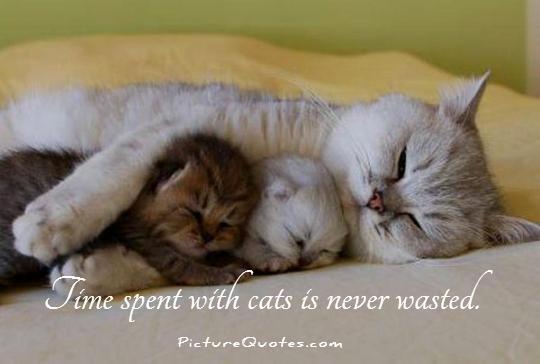 Time spent with cats is never wasted Picture Quote #1