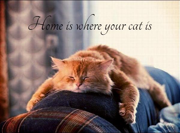 Home is where your cat is Picture Quote #1
