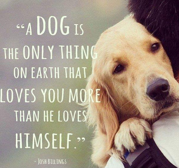 A dog is the only thing on Earth that loves you more than he loves himself Picture Quote #2