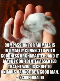 Compassion for animals is intimately associated with goodness of character, and it may be confidently asserted that he who is cruel to animals cannot be a good man Picture Quote #1