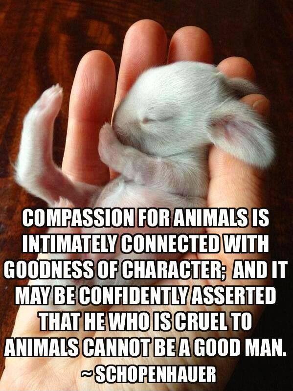 Compassion for animals is intimately associated with goodness of character, and it may be confidently asserted that he who is cruel to animals cannot be a good man Picture Quote #1