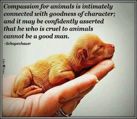 Compassion for animals is intimately associated with goodness of character, and it may be confidently asserted that he who is cruel to animals cannot be a good man Picture Quote #2