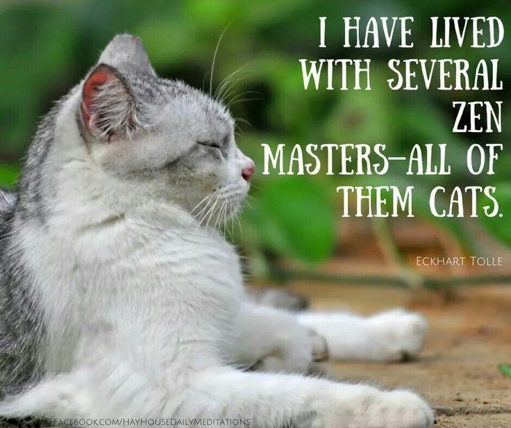 I have lived with several Zen masters - all of them cats Picture Quote #1