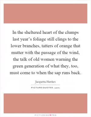 In the sheltered heart of the clumps last year’s foliage still clings to the lower branches, tatters of orange that mutter with the passage of the wind, the talk of old women warning the green generation of what they, too, must come to when the sap runs back Picture Quote #1