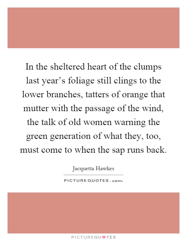 In the sheltered heart of the clumps last year's foliage still clings to the lower branches, tatters of orange that mutter with the passage of the wind, the talk of old women warning the green generation of what they, too, must come to when the sap runs back Picture Quote #1