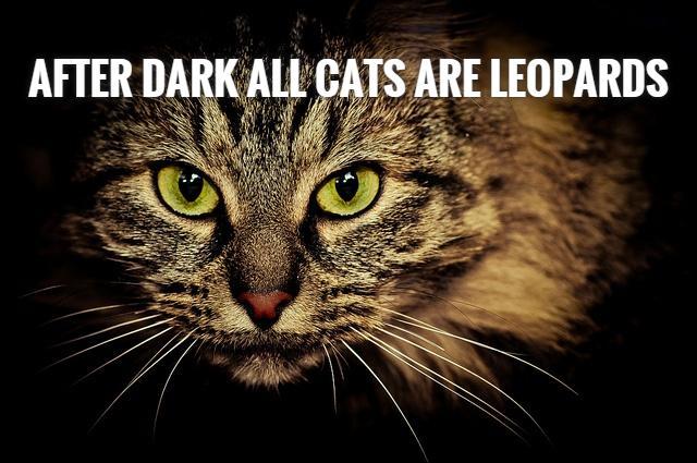 After dark all cats are leopards Picture Quote #1
