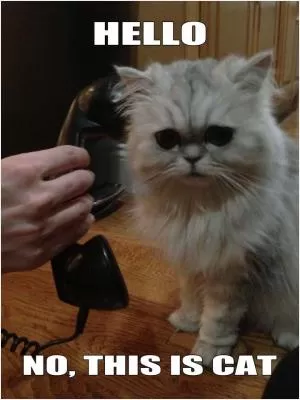 Hello. No this is cat Picture Quote #1