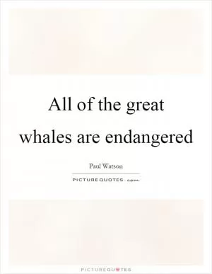 All of the great whales are endangered Picture Quote #1