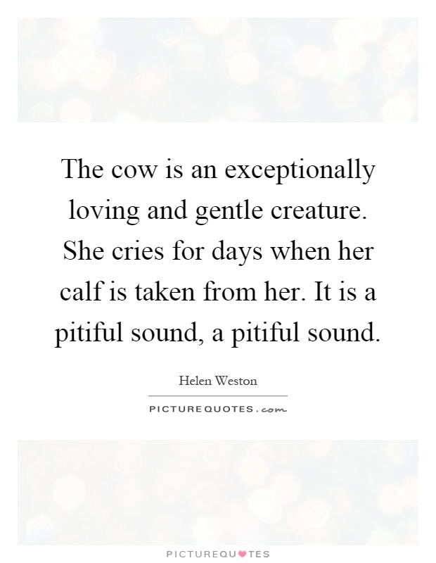 The cow is an exceptionally loving and gentle creature. She cries for days when her calf is taken from her. It is a pitiful sound, a pitiful sound Picture Quote #1