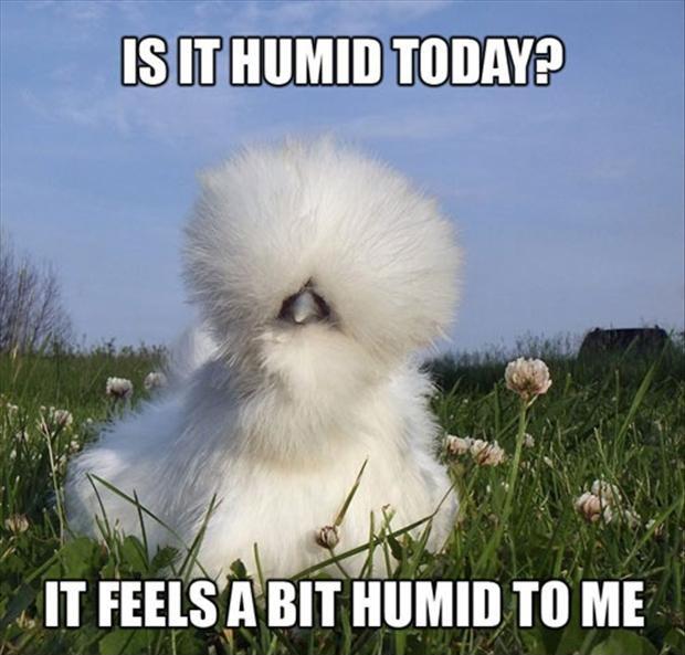 Is it humid today? It feels a bit humid to me | Picture Quotes