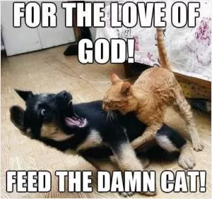 For the love of God! feed the damn cat Picture Quote #1